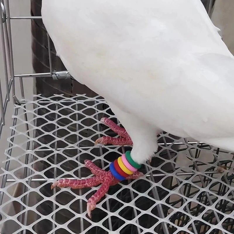 Mixed Colors Pigeon Bird Foot Rings Identification Quails Pigeons