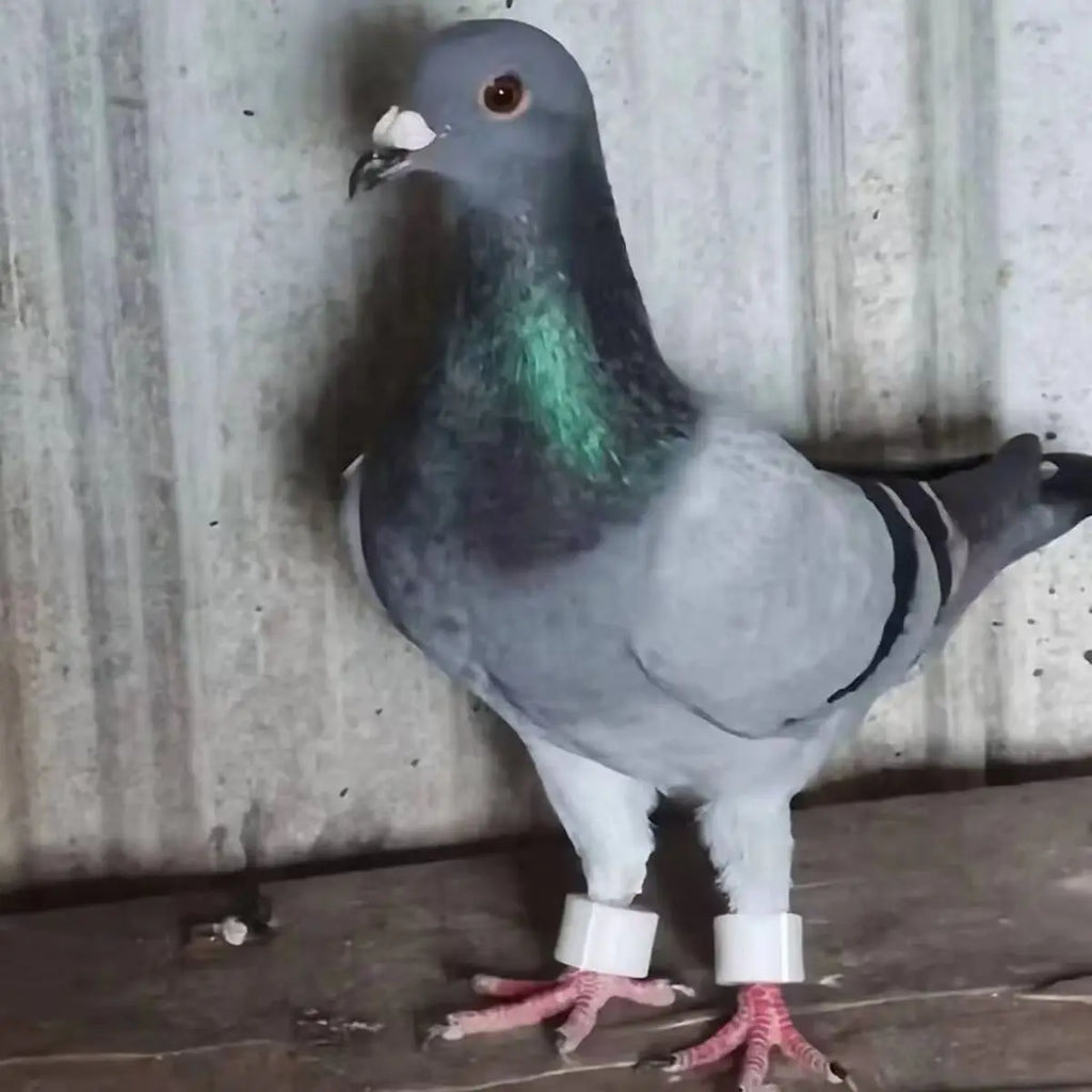 Pigeons Bird Foot Rings Identification Quails Appliances