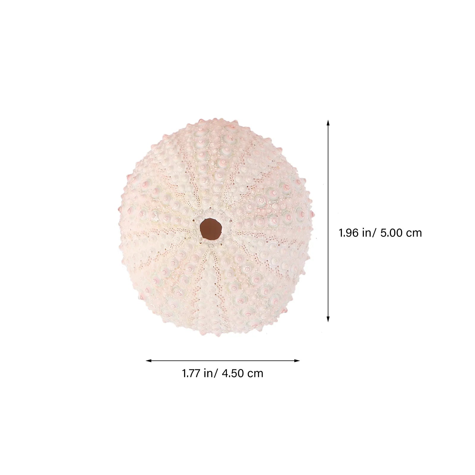Sea Urchin Shells Creative Pineapple Plant Pots Natural Air Holders