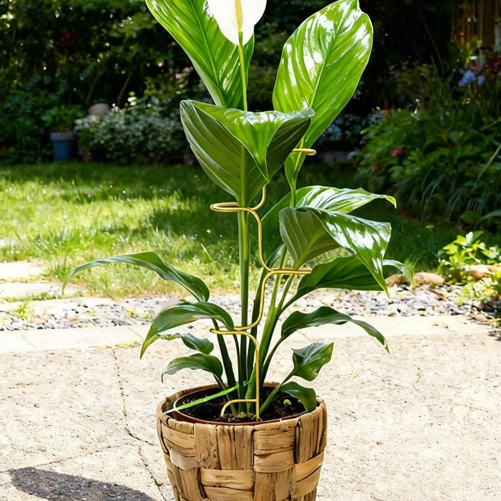 Metal Plant Stakes Monstera Stem Support Garden Stake Rose Fix Holder