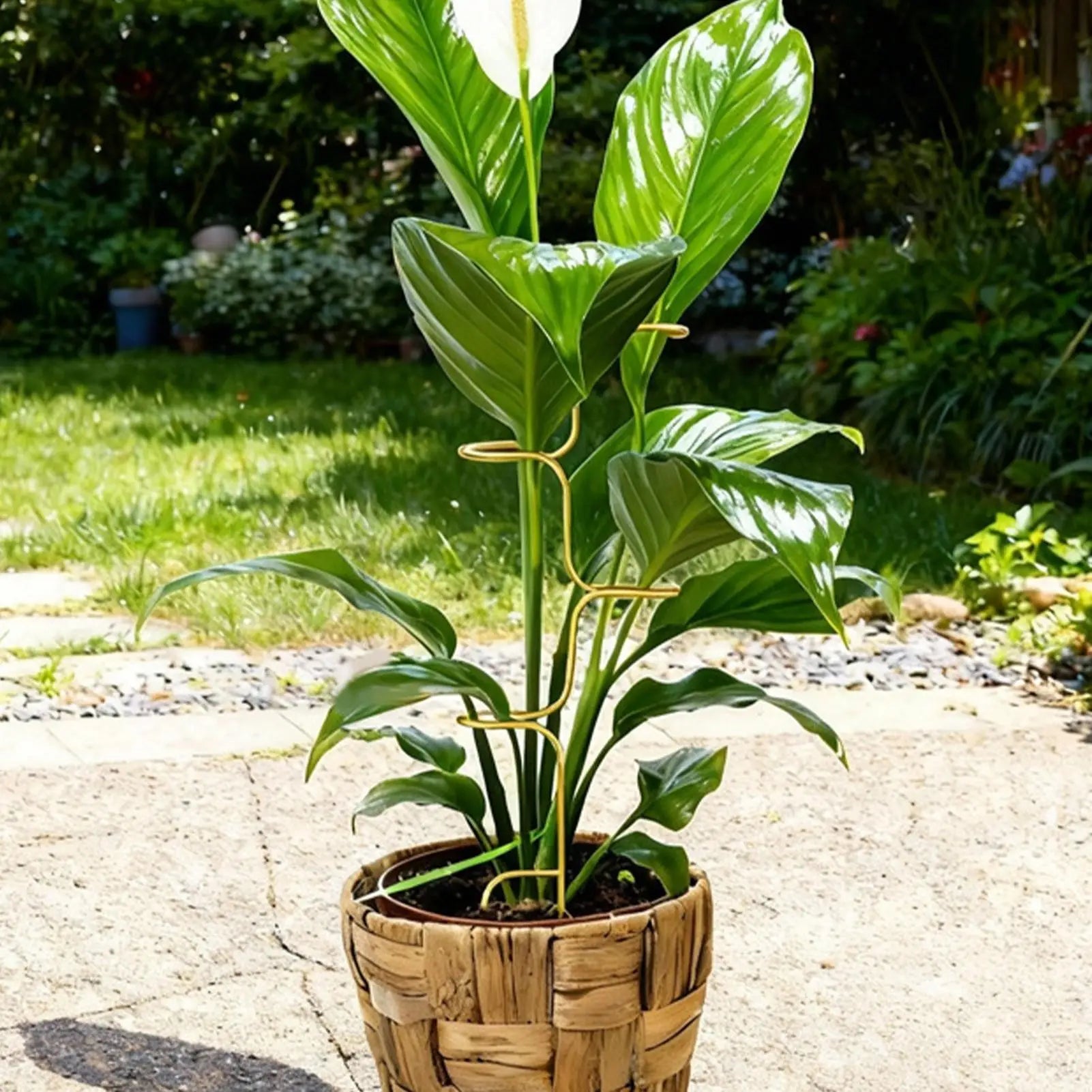 Metal Plant Stakes Monstera Stem Support Garden Stake Rose Fix Holder